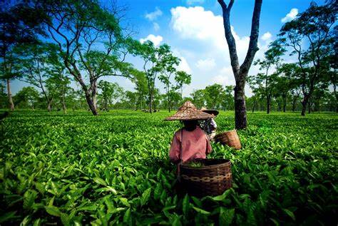 Assam tea garden workers facing unemployment issue