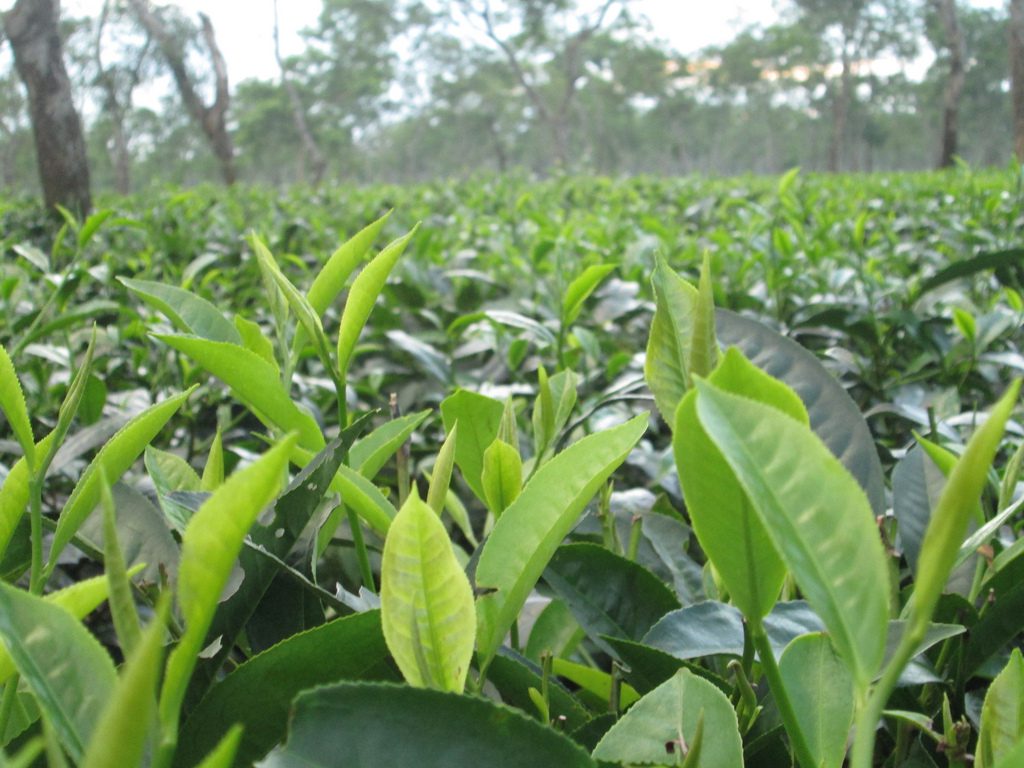 Assam CM tweets on International Tea Day