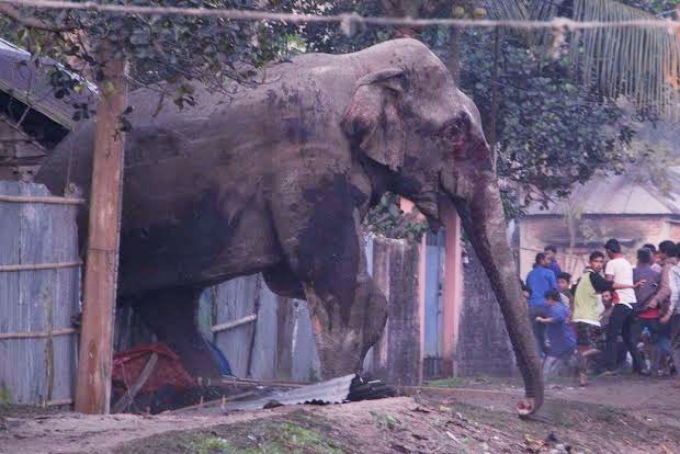 Wild elephants wreak Demolition in Rajganj, creating panic