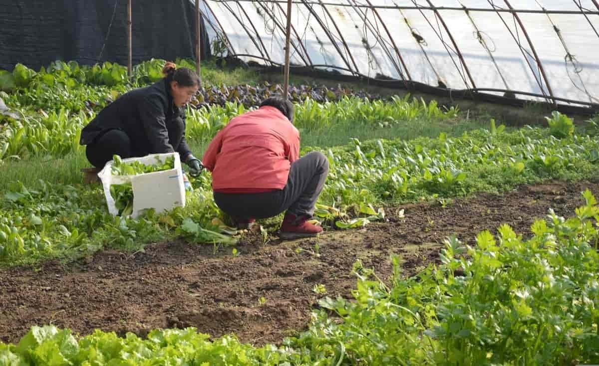 Sikkim introduces the Viksit Krishi Sankalp Abhiyan to empower more than 76,000 farmers