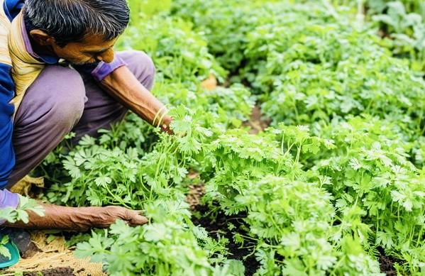 Coriander futures prices increase due to high demand