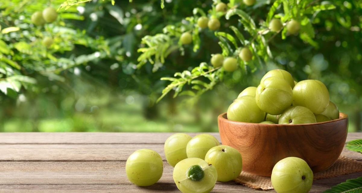 Ancient Ayurveda’s gift: Modern health benefits of Amla