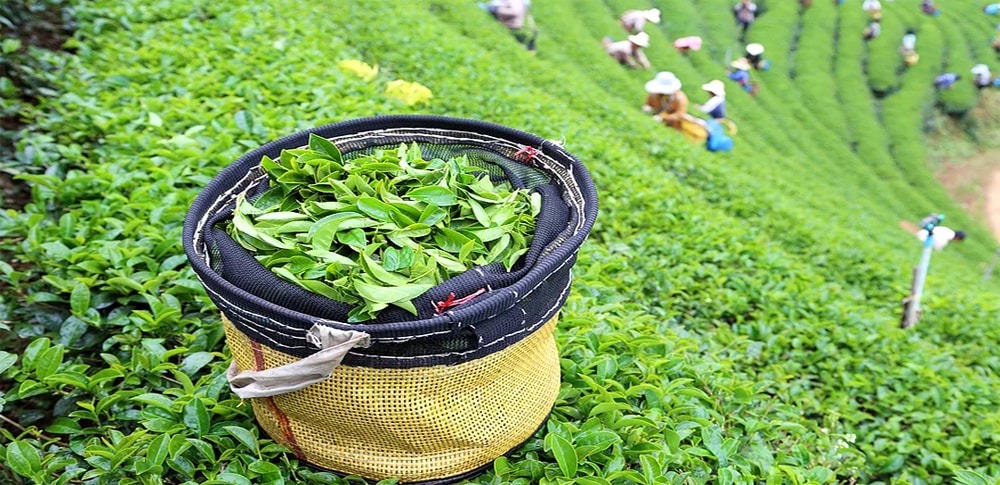 Tea Exports Rise 9.5% in 2025 as Iraq, China Fuel Record Shipments